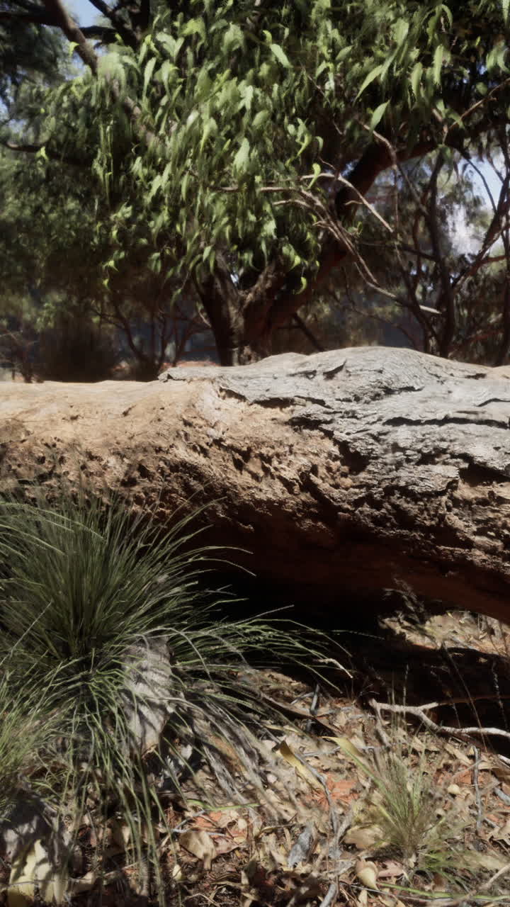 A Fallen Tree Trunk in the Australian Bush | Premium Stock Video Footage