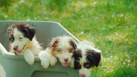cachorros después de bañarse lindas mascotas mojadas se asoman fuera de la canasta