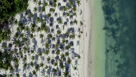 Caribe-Cataluña-Bavaro-Tropical-Palm-Beach,-Zoom-Vista-Superior