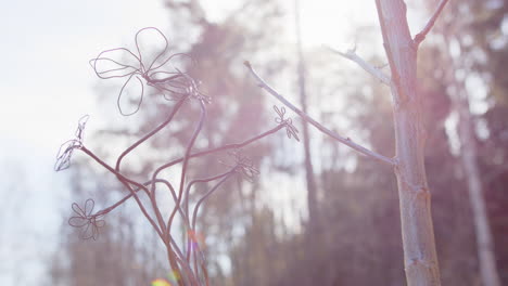 electro culture growing, copper coil sculpture placed next to a fruit tree