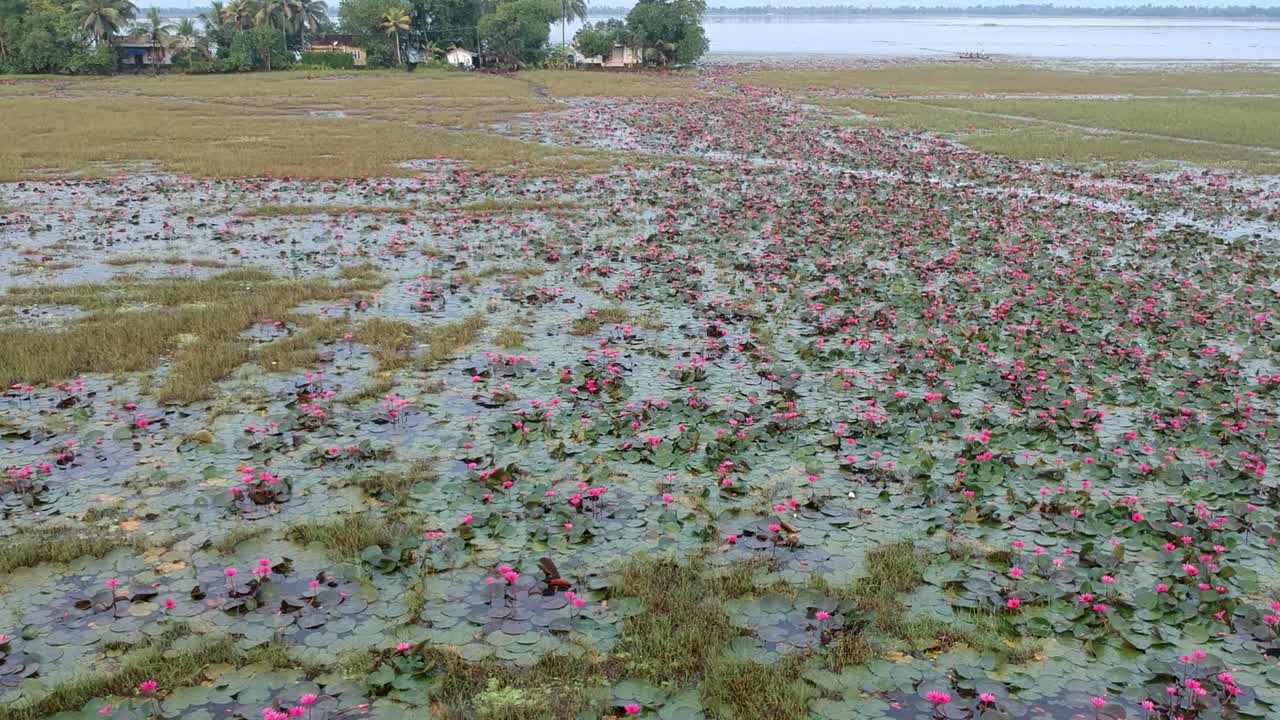 Water lily pond river sea,Water lily blooming,Beautiful aerial shot,Blossom ,field,red,Morning,Track shot ,Big Group,Plant,pond,bloom,flower