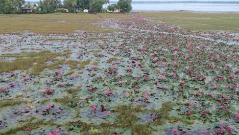 water lily pond river sea,water lily blooming,beautiful aerial shot,blossom ,field,red,morning,track shot ,big group,plant,pond,bloom,flower