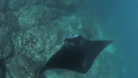 a large manta ray glides above a rocky reef with its wing spread out wide while it feeds on plankton