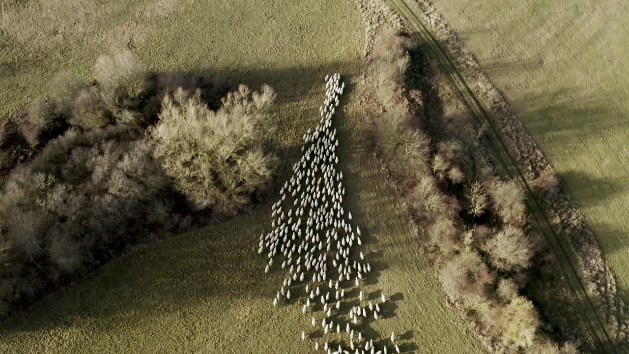 ovejas corriendo en una dirección en la hermosa naturaleza alemana, capturadas por un dron en 4k