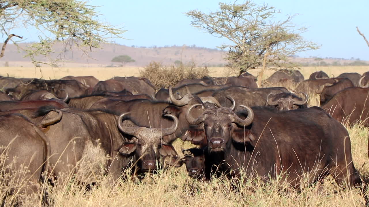 vista de cerca de una enorme manada de búfalos de agua en el parque nacional serengeti en áfrica