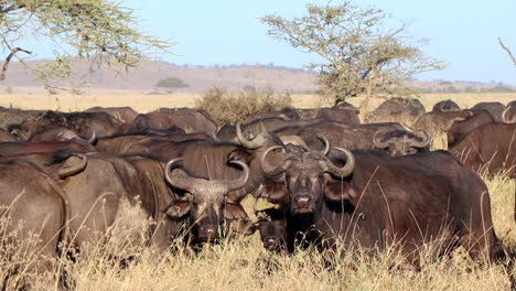 close up view of a huge herd of water buffalo in serengeti national park in africa