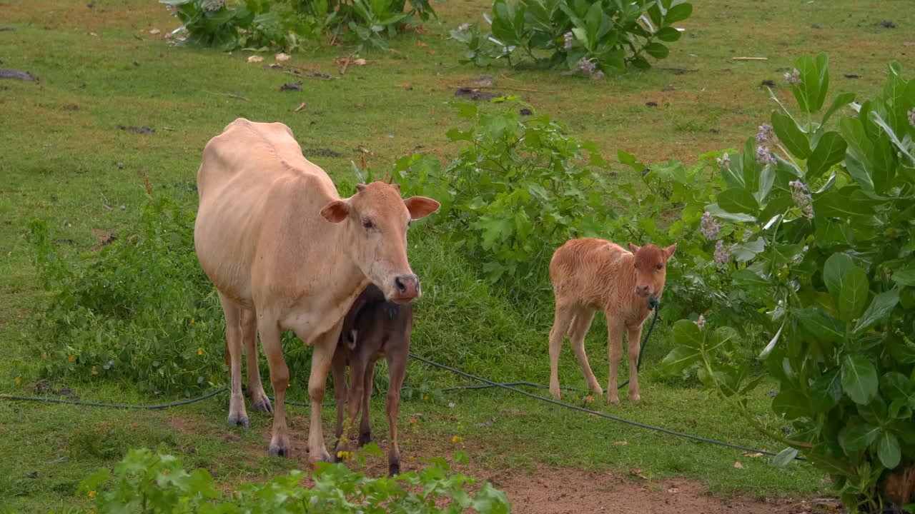 una vaca con dos terneros pasta en un prado verde en el sudeste asiático