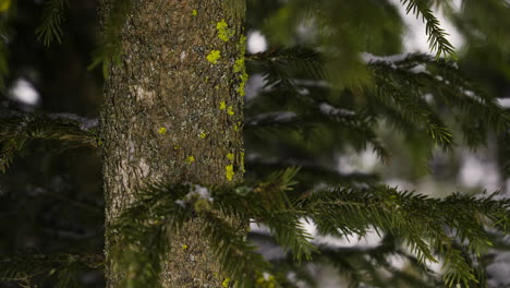 Closeup-pine-tree