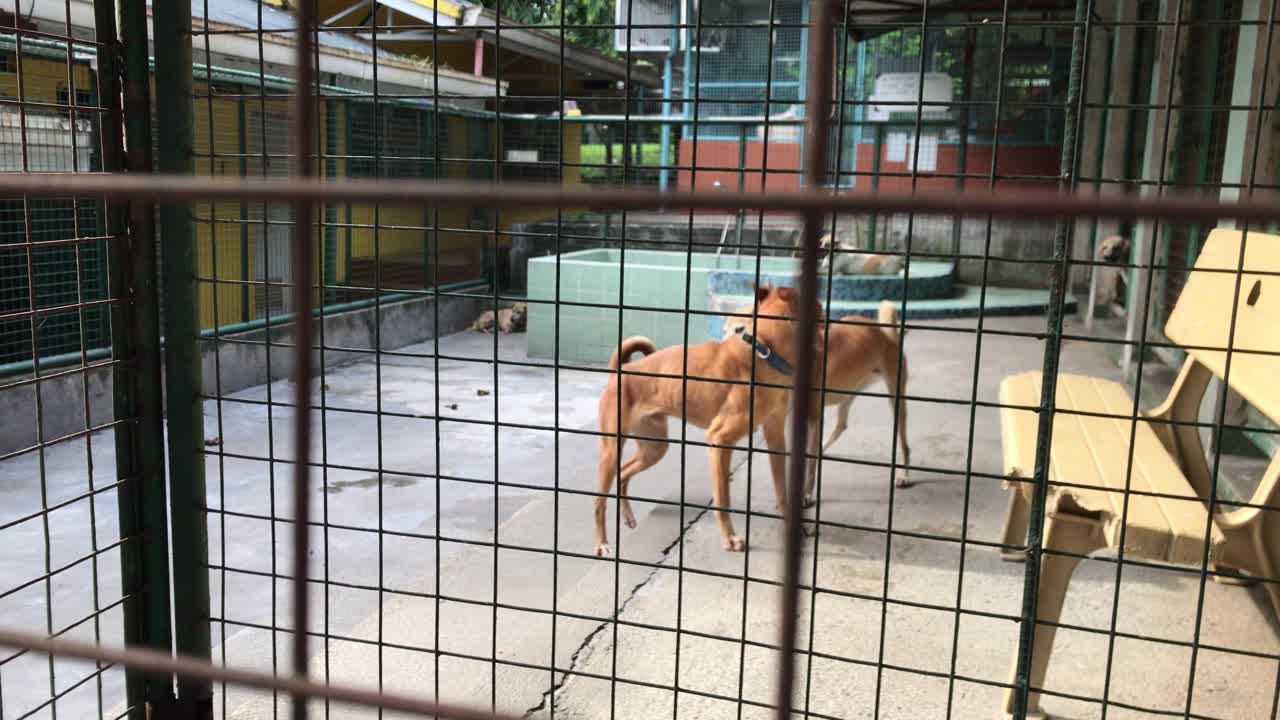 Static shot of dogs fighting in an animal shelter