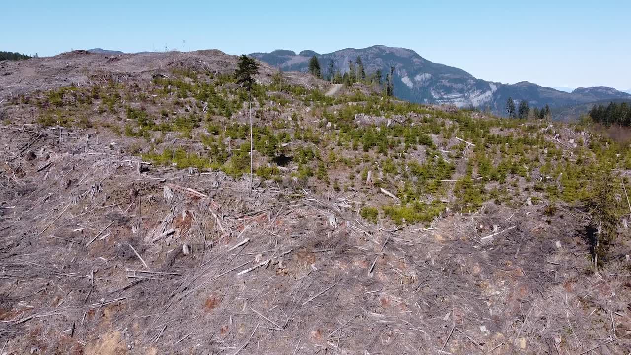 캐나다 밴쿠버 섬 포트 알버니의 벌목된 숲의 공중 전망