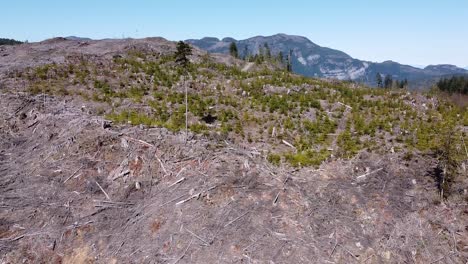 Aerial-View-of-Logged-Forest-of-Port-Alberni,-Vancouver-Island,-Canada