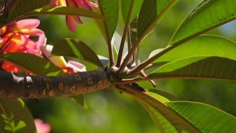 exotic frangipani plumeria branch, green translucent leaves in sunlight