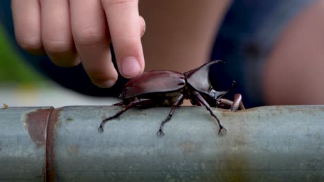 child pets a large brown rhinoceros or hercules beetle with horns