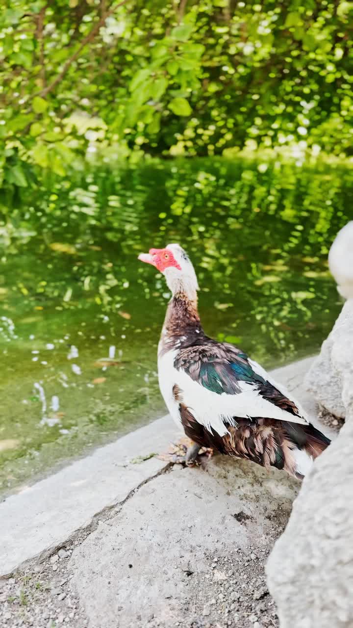 Two Ducks Resting Together by Green Pond in Athens Park