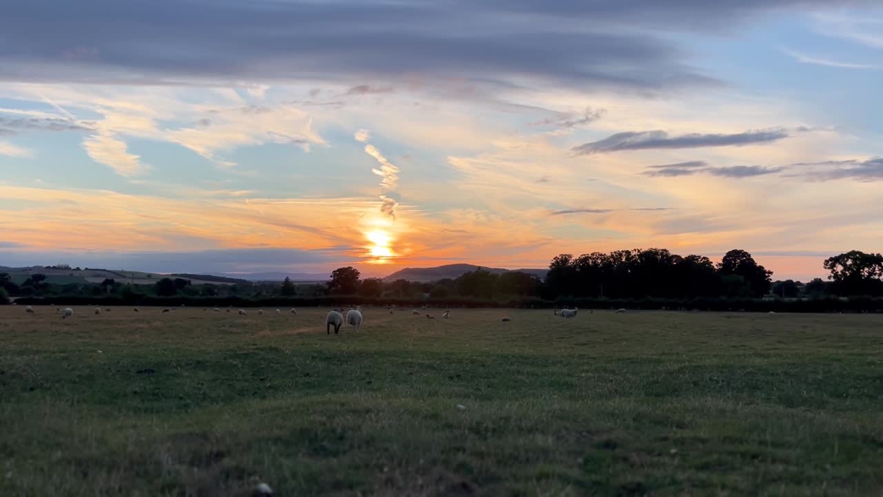 영국 코츠월드 - 목제 스탠웨이 일몰에 들판을 뛰어다니는 두 마리의 행복한 양
