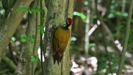 Moving-its-head-left-and-right-as-it-pecks-on-the-burrow-for-some-grubs,-Common-Flameback-Dinopium-javanense,-Thailand