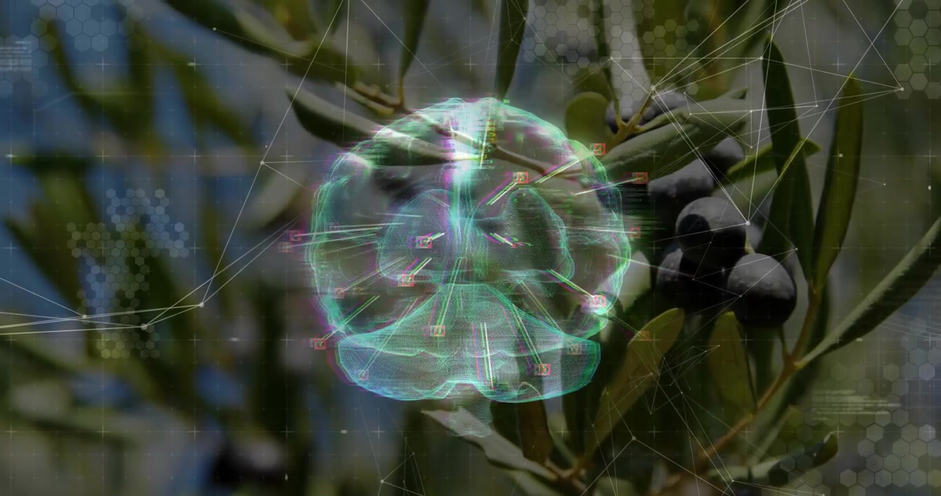 Video verticale: Ramo d'ulivo in movimento con panoramica della telecamera, mentre un sistema olografico mappa le olive per l'agritech.