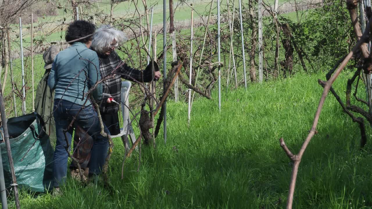 Strong independent caucasian woman farmer prunes vines during late winter dormancy among bare rows in Martani hills, preserving tradition and quality grape production under soft seasonal light