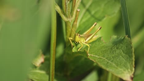 primer plano de un saltamontes moviendo su fémur trasero