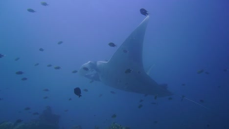 Kamera-Schwenkt-Vom-Riff-Nach-Oben-Zu-Einem-Manta,-Der-Schwebt-Und-Gereinigt-Wird