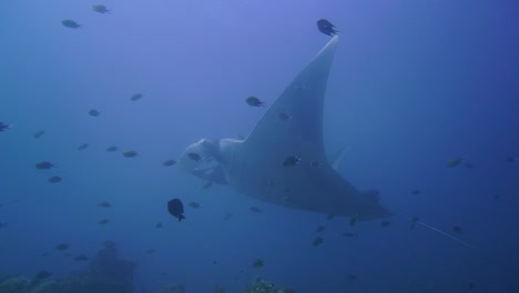 cámara panorámica desde el arrecife hasta una manta flotando y limpiándose