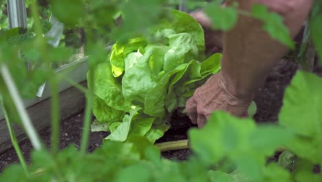 agricultura orgánica: una anciana cosecha lechuga saludable en un invernadero sostenible de su patio trasero