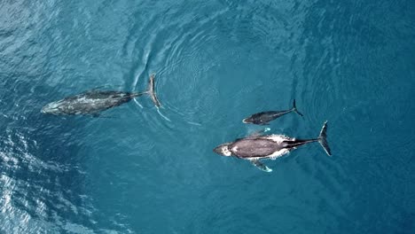 three humpback whales swimming and blowing in the tropical ocean