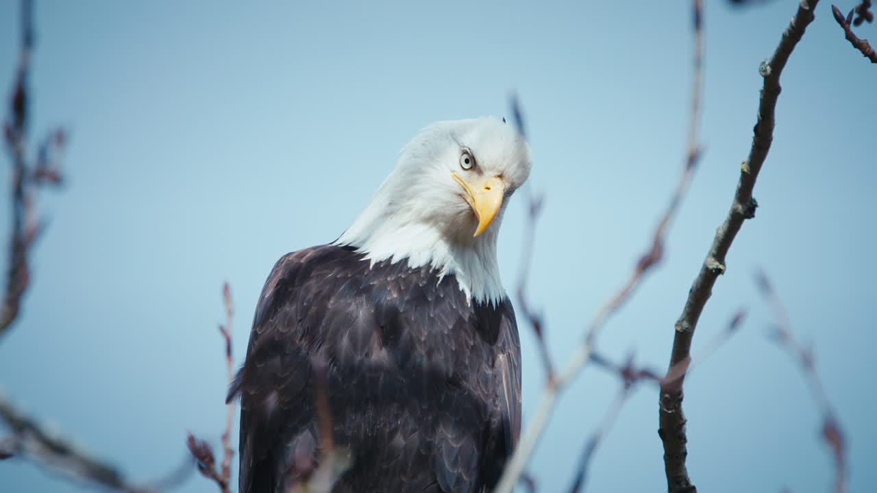 águila calva en el árbol enfocada en la presa debajo