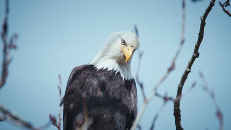 bald eagle in tree focused on prey below