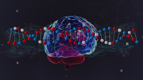 animation of dna strand spinning over network of connections and human brain