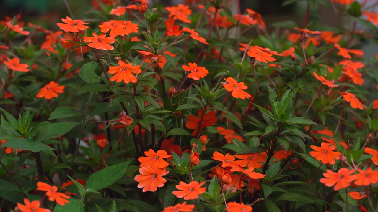 야생 꽃의 기울기. 오렌지 꽃