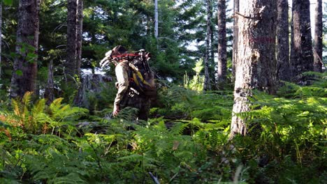Hunting-Man-with-bow-hikes-through-green-bushes-while-hunting