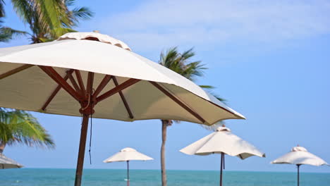 beach parasols, coconut and palm trees on windy sunny summer day at tropical destination