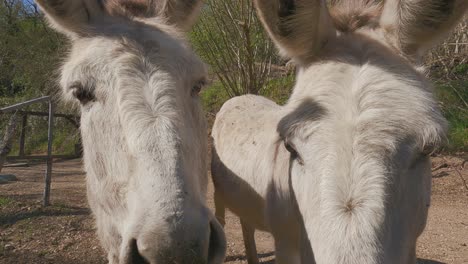 two cute and funny white donkeys look into camera