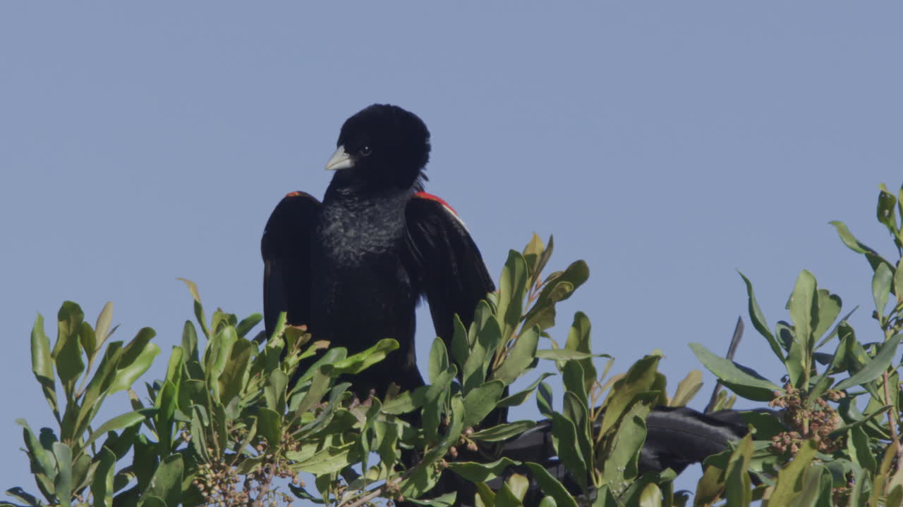 Uccello nero con ali rosse e bianche posato su un arbusto verde