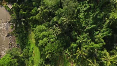 aerial drone footage of sayan, ubud, showcasing lush greenery and tranquil streams