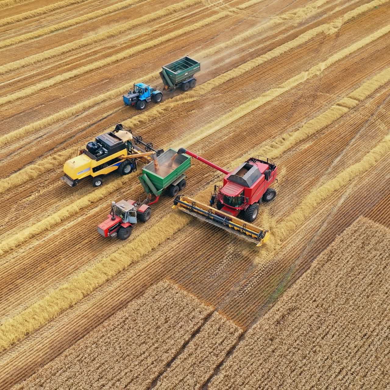 Agricultural machinery on the golden field. Combine harvesters loading off grains on tractor trailers during seasonal works in summer. Aerial shot.