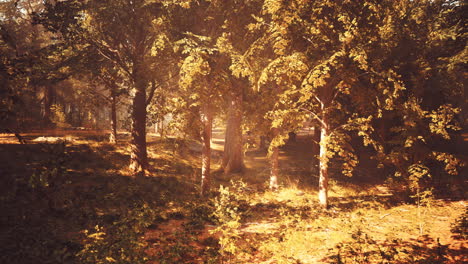 la luz del sol fluye a través de un bosque