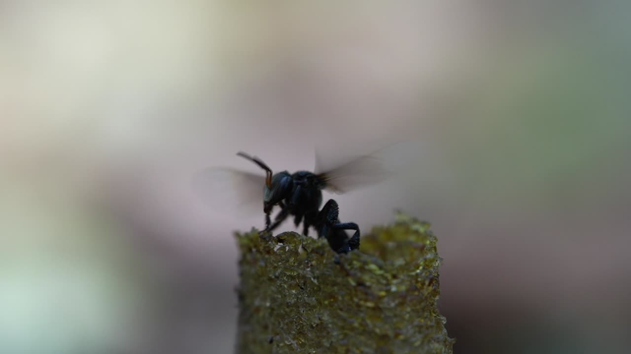 A slow motion macro video of stingless bees going in and out of their wax entrance pipe that leads to their bee colony inside the tree trunk