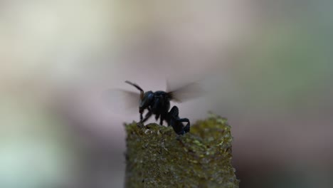 Ein-Zeitlupen-Makrovideo-Von-Stachellosen-Bienen,-Die-Durch-Ihr-Wachseintrittsrohr,-Das-Zu-Ihrem-Bienenvolk-Im-Baumstamm-Führt,-Hinein--Und-Herausgehen