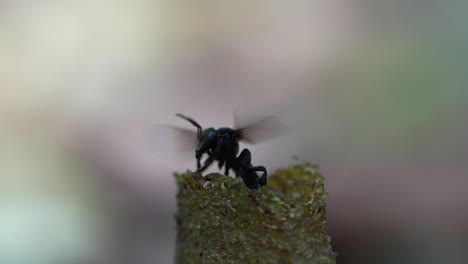 a slow motion macro video of stingless bees going in and out of their wax entrance pipe that leads to their bee colony inside the tree trunk