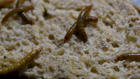 The-Mealworm-is-a-species-of-Darkling-Beetle-used-to-feed-pets-like-fish,-snakes,-birds,-and-frogs