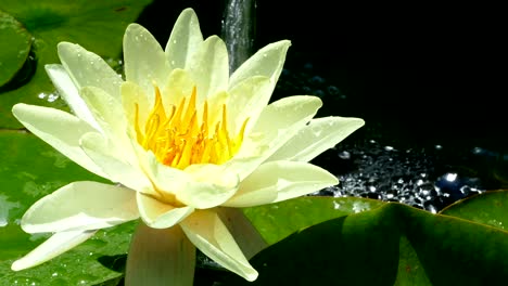 yellow water lily floating in the pond.