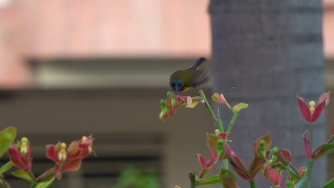 male garden sunbird with iridescent plumage, perched on the stem, feeding on the nectar of a euphorbia flowering plant, close up shot capturing the beauty of flora and fauna