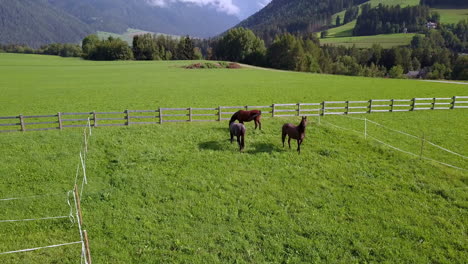 three horses grazing on pastures near lake braies in south tyrol italy, aerial drone approach reveal shot