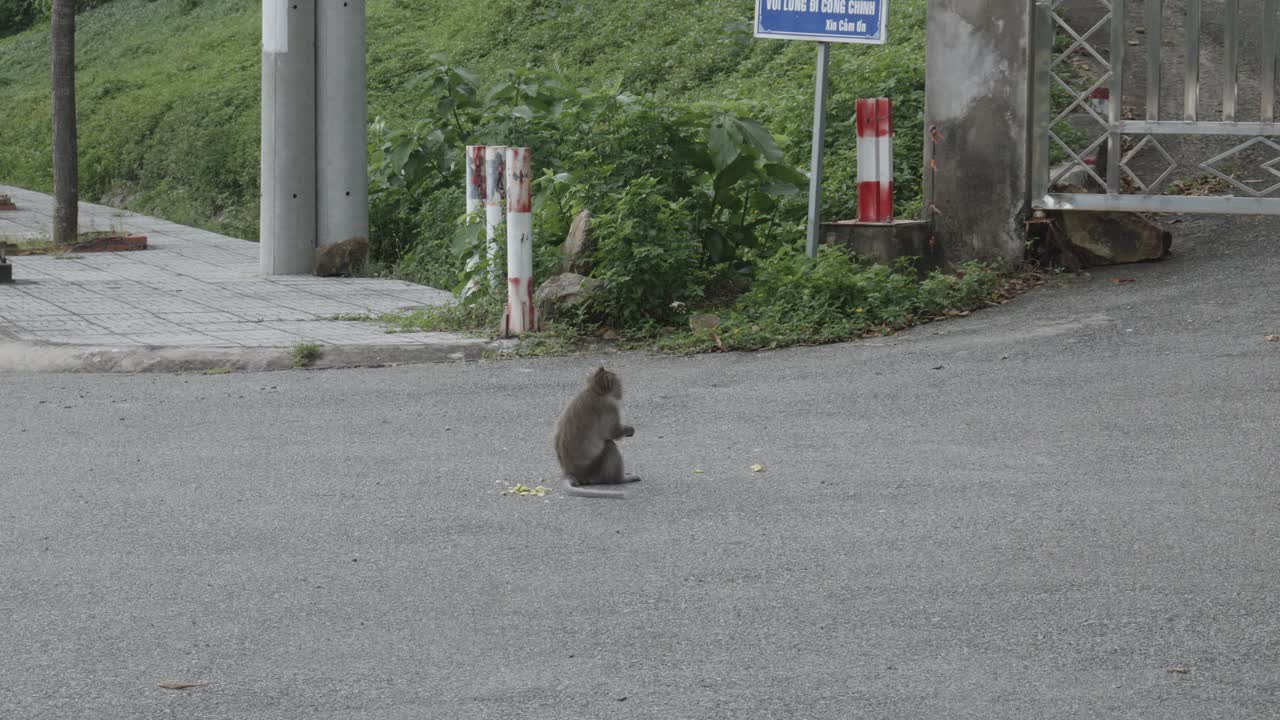 베트남 의 콘 다오 군도 에서 멸종 위기에 처한 긴  ⁇ 리 마카크 원 ⁇ 이 의  ⁇