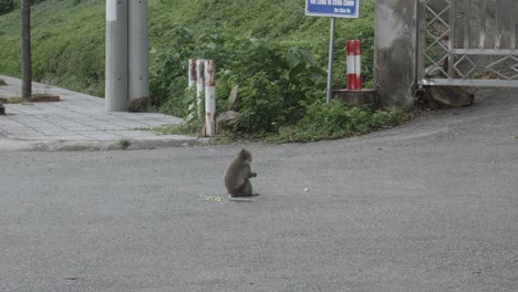 disparo de un mono macaco de cola larga en peligro de extinción en el archipiélago de con dao en vietnam