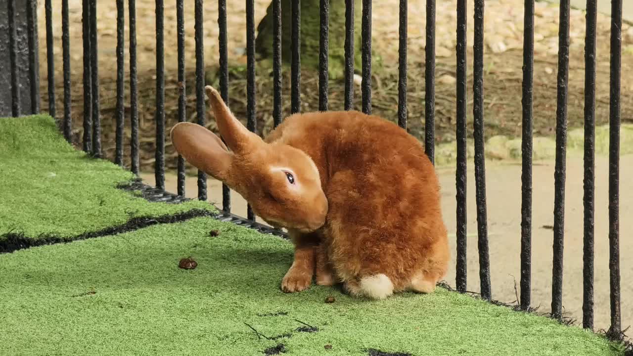 갈색 토끼 정리