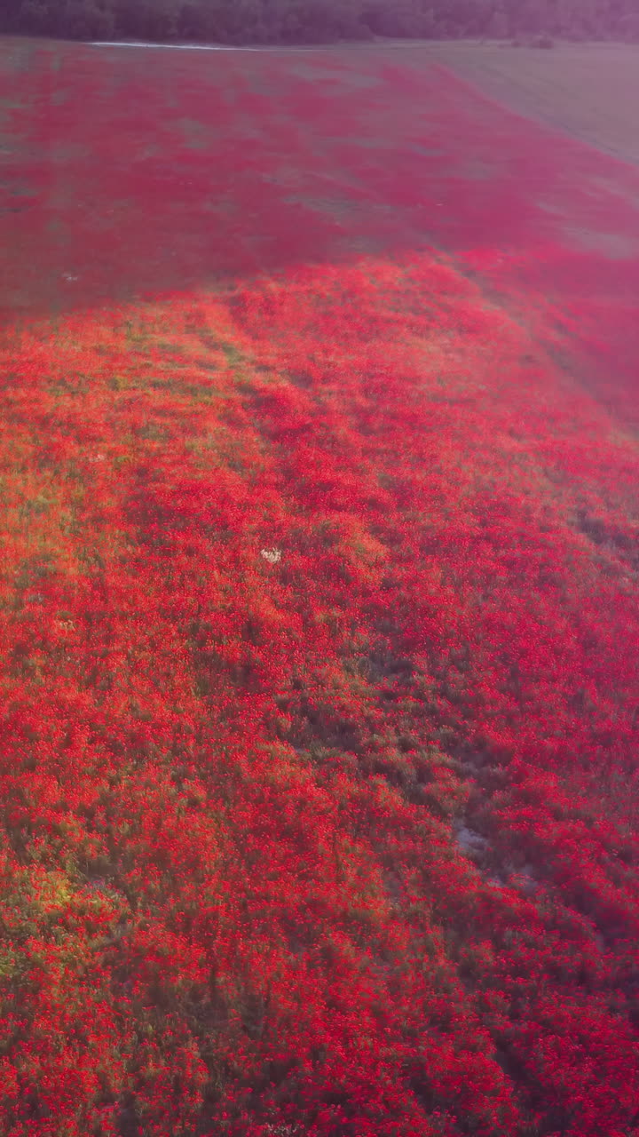 поле красного мака с воздуха
