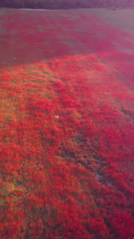 red poppy field aerial view